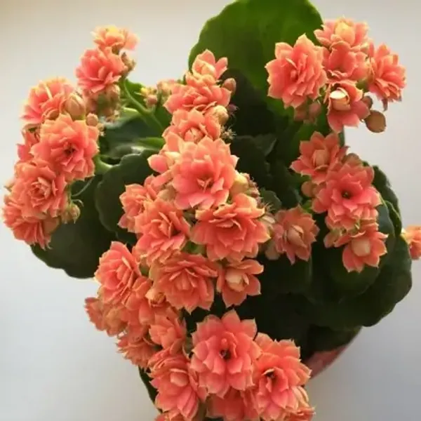 Orange_Kalanchoe_Flower_Plant