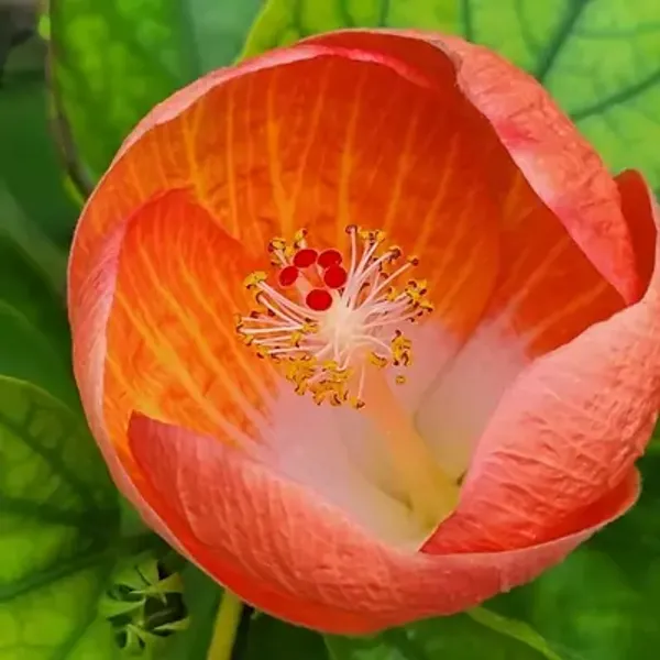 Orange_American_Variety_Grafted_Hibiscus_Flower_Plant