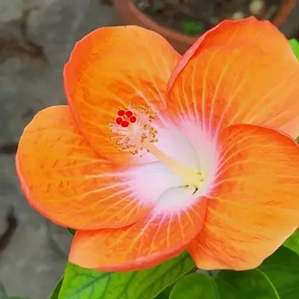 Orange_American_Variety_Grafted_Hibiscus_Flower_Plant