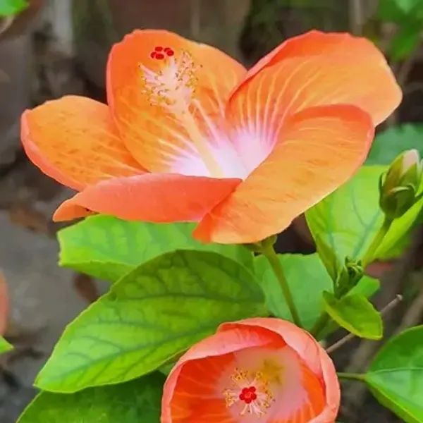 Orange_American_Variety_Grafted_Hibiscus_Flower_Plant