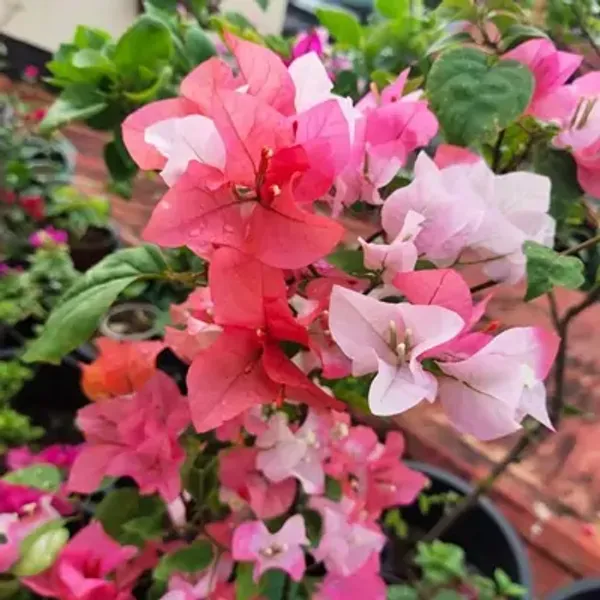Pink_Maharani_Bougainvillea_Flower_Plant