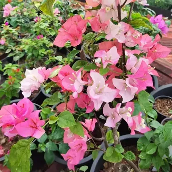Pink_Maharani_Bougainvillea_Flower_Plant