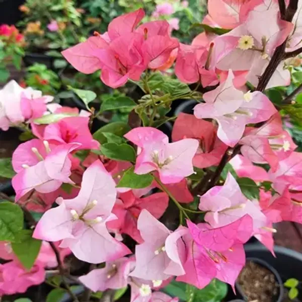 Pink_Maharani_Bougainvillea_Flower_Plant