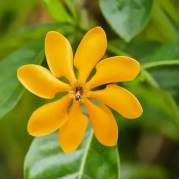 Yellow_Golden_Gardenia_Perfuming_Flower_Plant