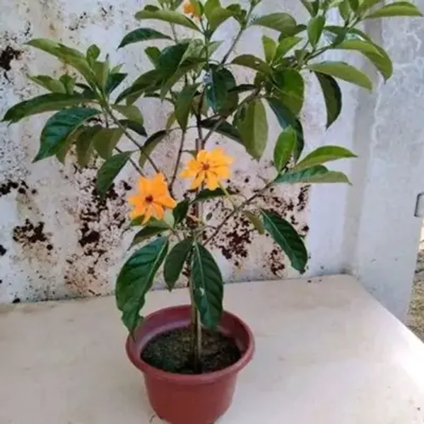 Yellow_Golden_Gardenia_Perfuming_Flower_Plant