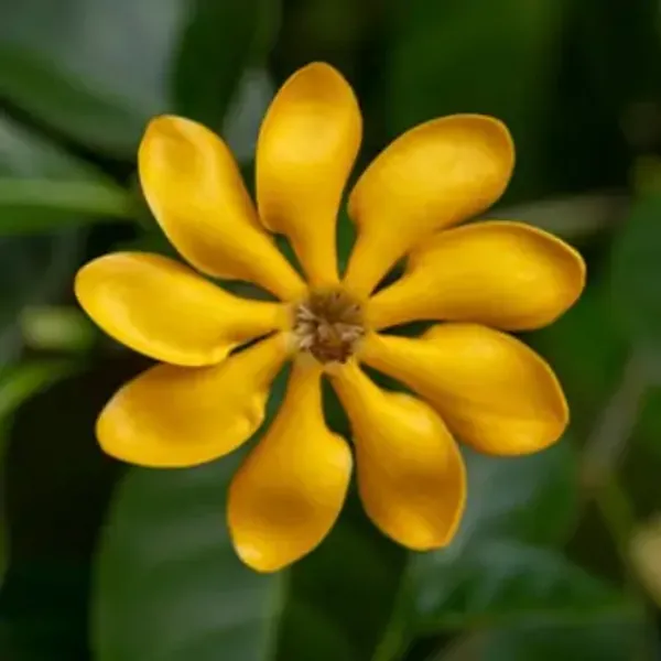 Yellow_Golden_Gardenia_Perfuming_Flower_Plant