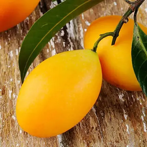 Yellow_Banganapalle_Mango_Grafted_Fruit_Plant
