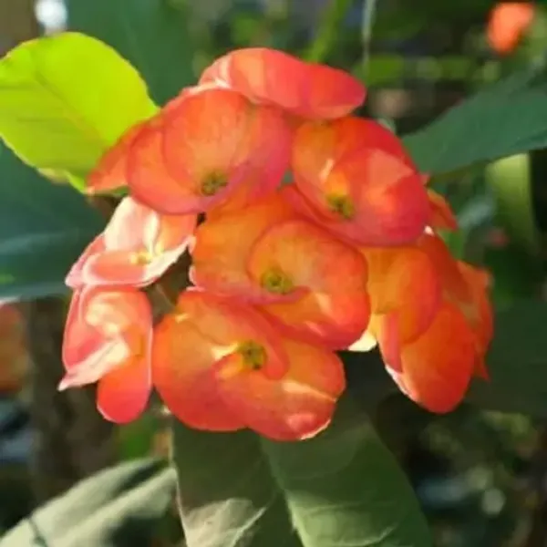 Orange_Euphorbia_Milii_Flower_Plant