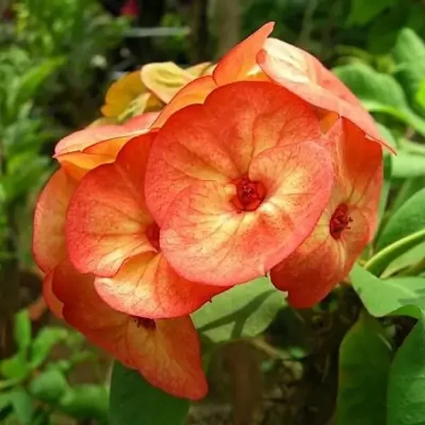 Orange_Euphorbia_Milii_Flower_Plant