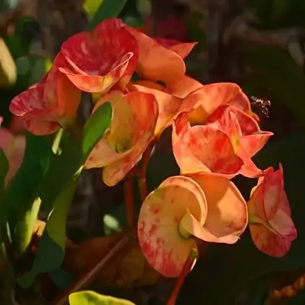 Orange_Euphorbia_Milii_Flower_Plant
