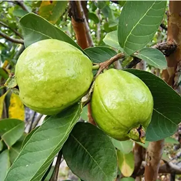 Green_Chinese_Guava_Grafted_Fruit_Plants