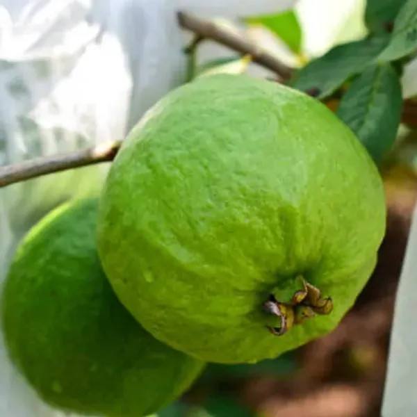 Green_Chinese_Guava_Grafted_Fruit_Plants