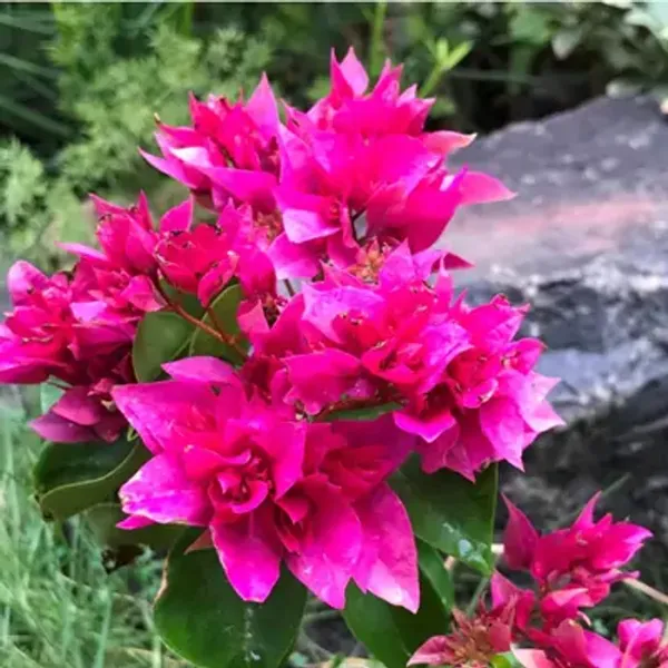 Pink_Mahara_Bougainvillea_Flower_Plant