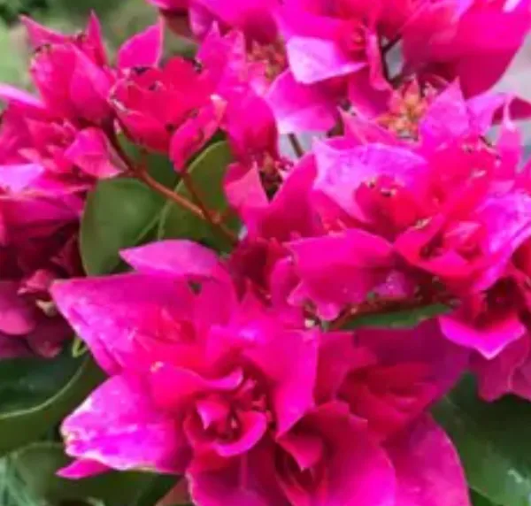 Pink_Mahara_Bougainvillea_Flower_Plant