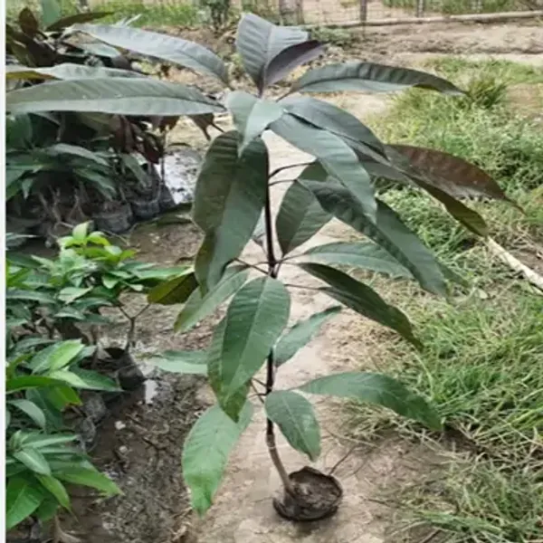 Blackstone_Mango_Grafted_Fruit_Plant