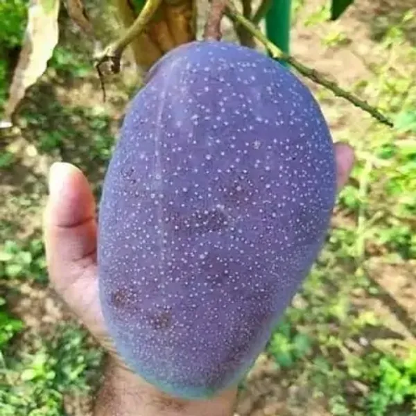 Blackstone_Mango_Grafted_Fruit_Plant