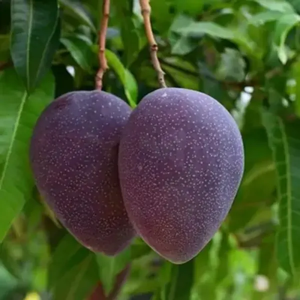 Blackstone_Mango_Grafted_Fruit_Plant