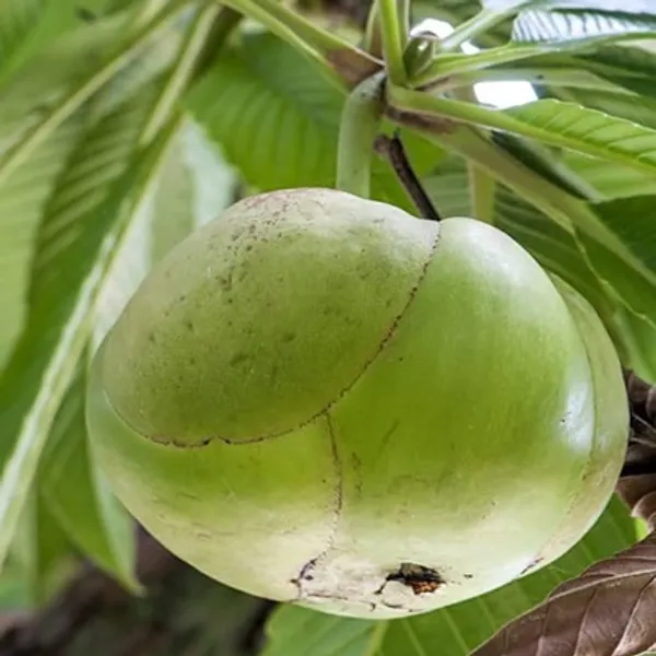Green_Elephant_Apple_Chalta_Fruit_Plant
