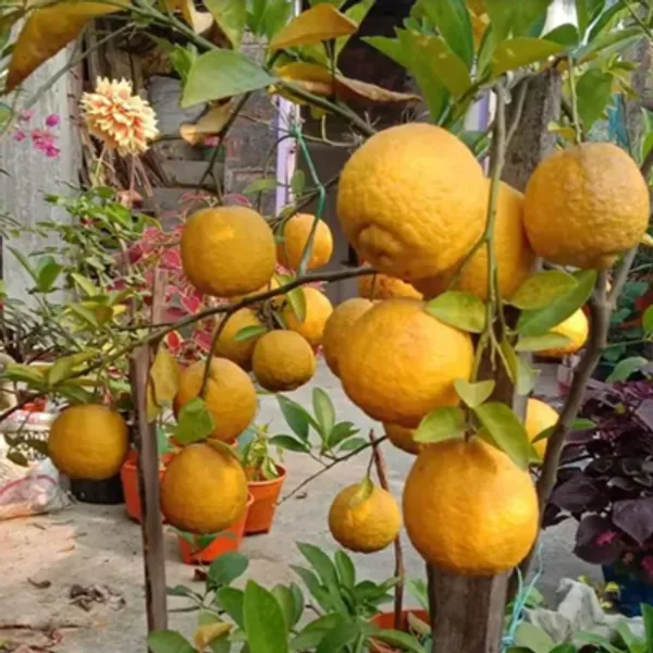 Orange_Ramrangan_Grafted_Lemon_Fruit_Plant