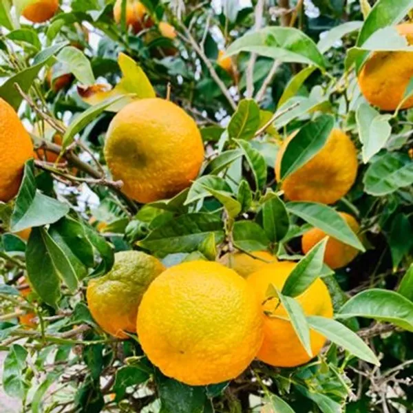 Orange_Ramrangan_Grafted_Lemon_Fruit_Plant