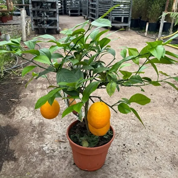 Orange_Ramrangan_Grafted_Lemon_Fruit_Plant