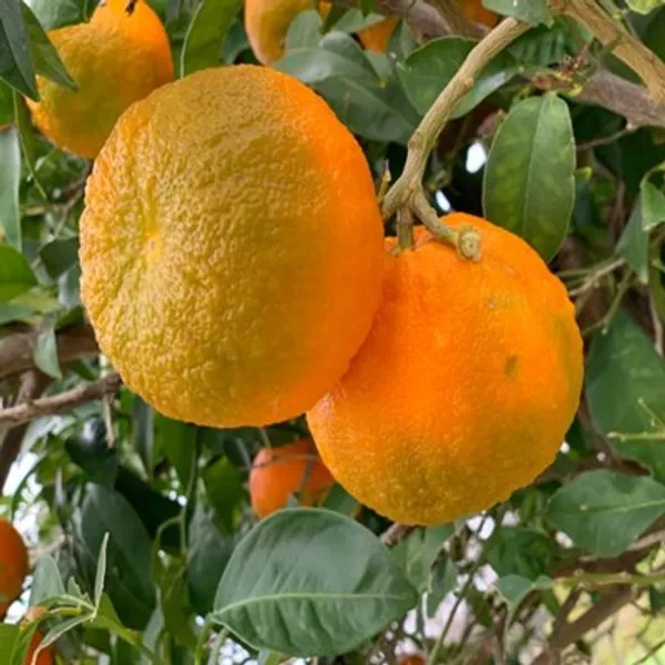 Orange_Ramrangan_Grafted_Lemon_Fruit_Plant