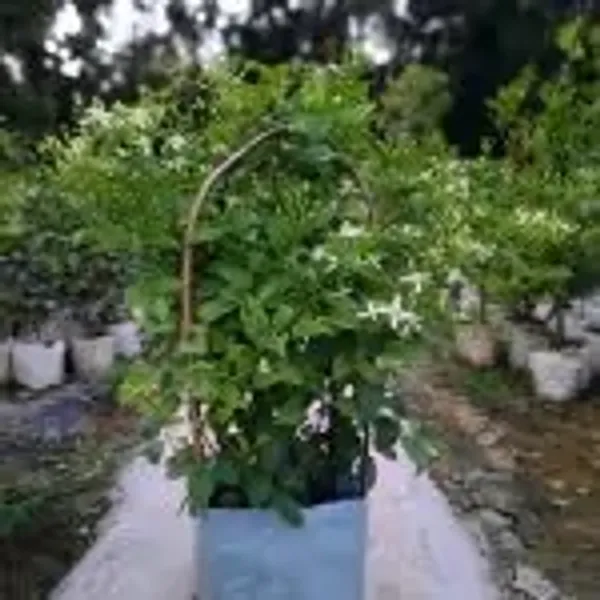 White_Aromatic_Jui_Jasmine_Flower_Plant