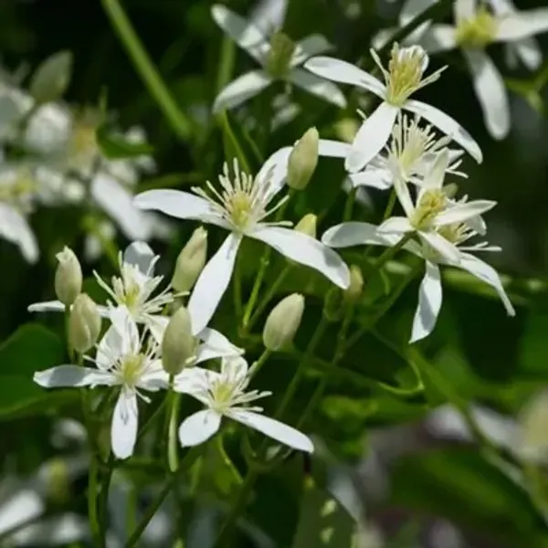White_Aromatic_Jui_Jasmine_Flower_Plant