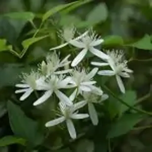 White_Aromatic_Jui_Jasmine_Flower_Plant