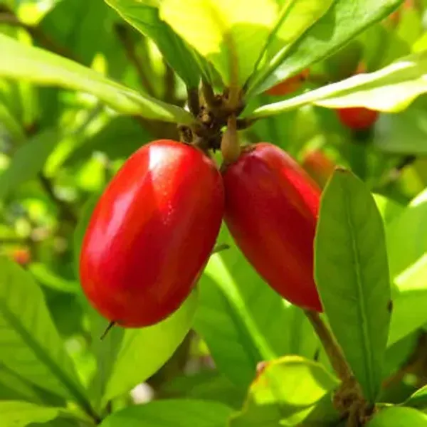 Red_Perfect_For_Adding_Beauty_Miracle_Fruit_Plant
