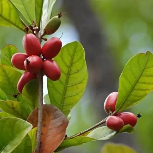 Red_Perfect_For_Adding_Beauty_Miracle_Fruit_Plant