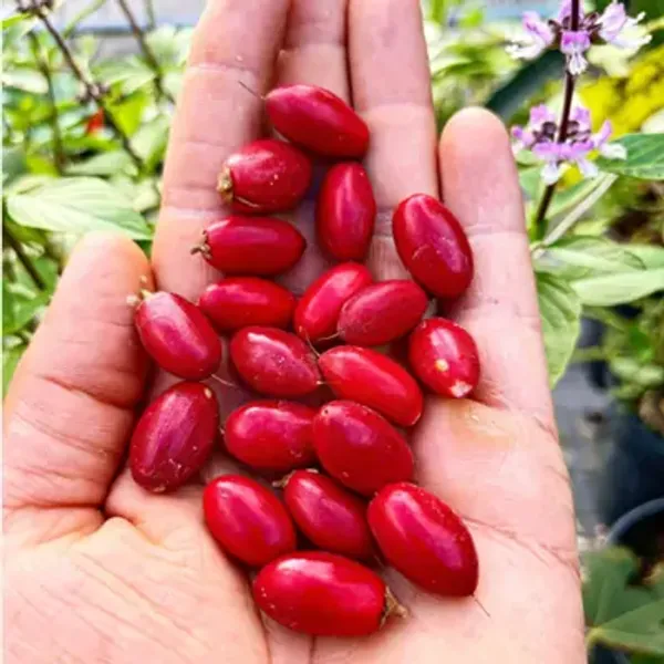 Red_Perfect_For_Adding_Beauty_Miracle_Fruit_Plant