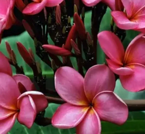 Pink_Dwarf_Variety_Plumeria_Flower_Plant