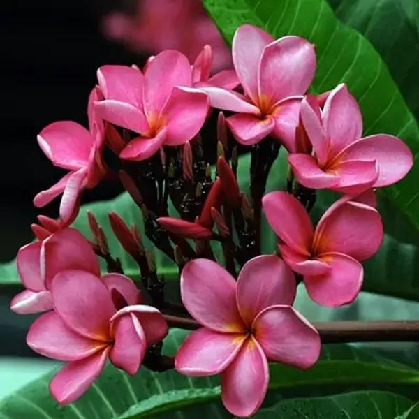 Pink_Dwarf_Variety_Plumeria_Flower_Plant