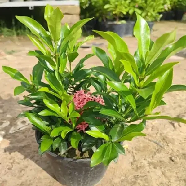 Pink_Chinese_Ixora_Flower_Plants