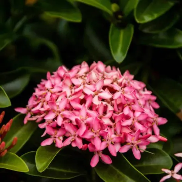 Pink_Chinese_Ixora_Flower_Plants