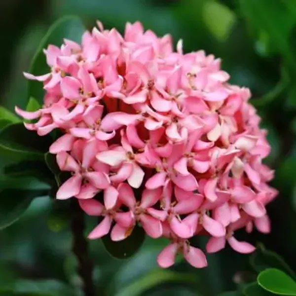 Pink_Chinese_Ixora_Flower_Plants