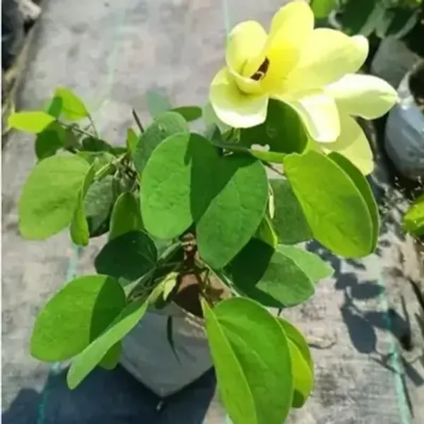 Yellow_Bauhinia_Acuminata_Kanchan_Flower_Plant