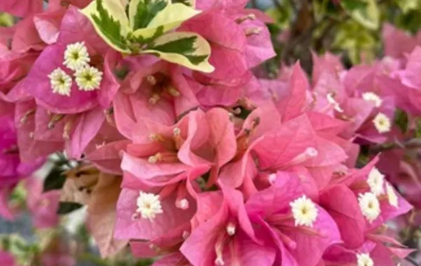 Pink_Milo_Batik_Bougainvillea_Flower_Plant