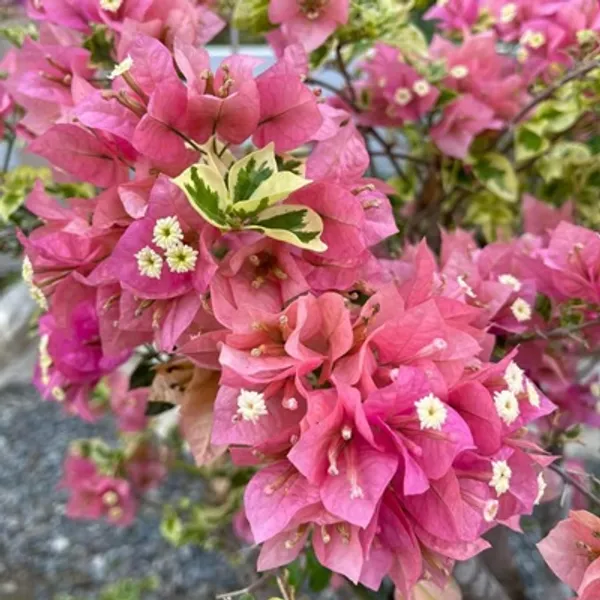 Pink_Milo_Batik_Bougainvillea_Flower_Plant