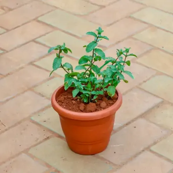 Green_Perfect_For_Adding_Beauty_Mint_Pudina_Plant
