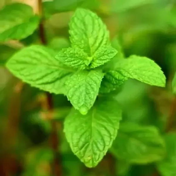Green_Perfect_For_Adding_Beauty_Mint_Pudina_Plant