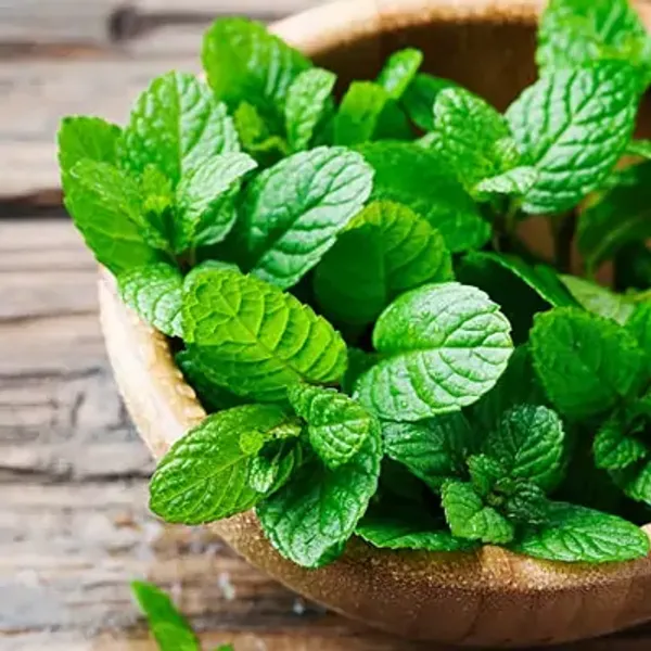 Green_Perfect_For_Adding_Beauty_Mint_Pudina_Plant