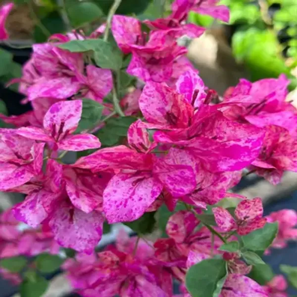 Pink_Kristina_Bougainvillea_Flower_Plant