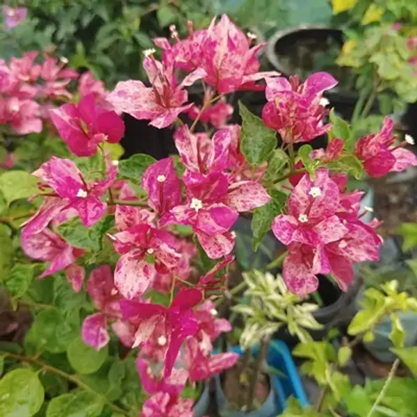 Pink_Kristina_Bougainvillea_Flower_Plant