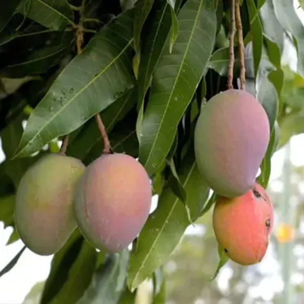 Yellow_Thai_All_Time_Grafted_Mango_Fruit_Plant