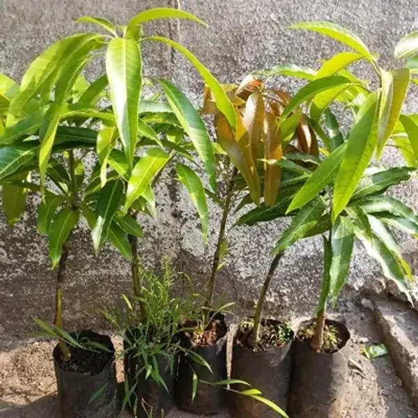 Yellow_Thai_All_Time_Grafted_Mango_Fruit_Plant