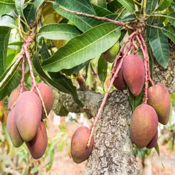 Yellow_Thai_All_Time_Grafted_Mango_Fruit_Plant