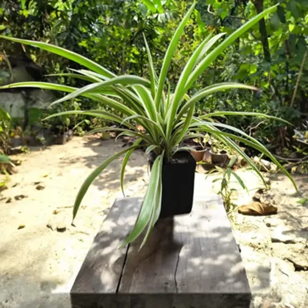 Green_Premium_Perfect_For_Adding_Beauty_Spider_Plant