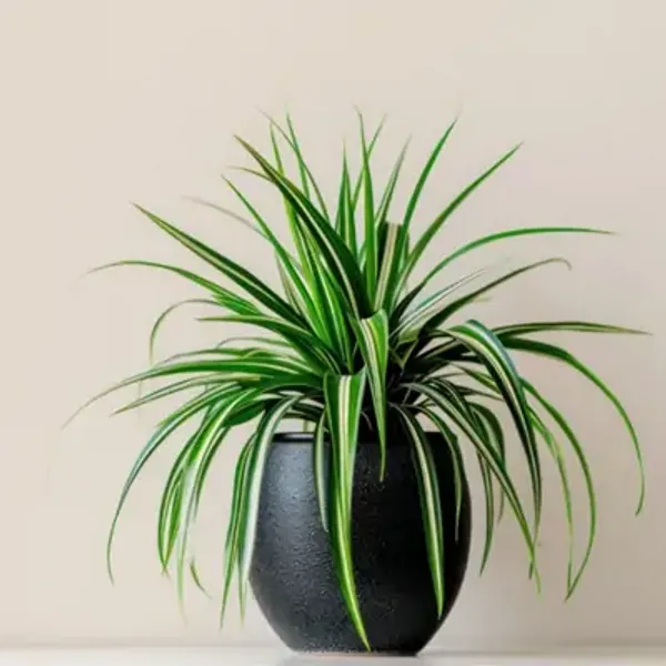 Green_Premium_Perfect_For_Adding_Beauty_Spider_Plant